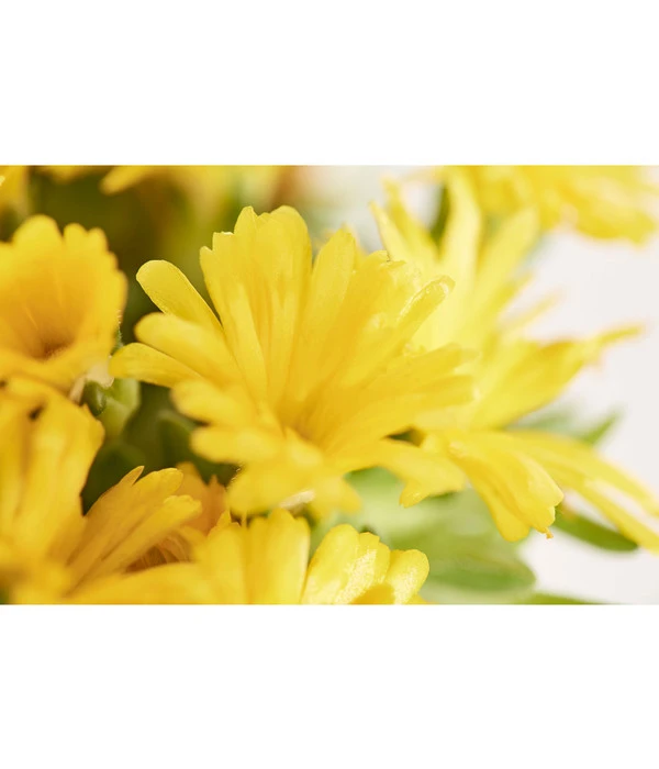 Mittagsblume 'Firespinner' – Bild 7