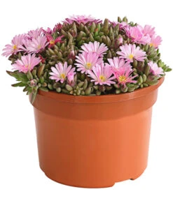 Mittagsblume 'Firespinner' -Garten im Freien 8003162 WE FS 002 DelospermaFirespinnerMittagsblumeFirespinnerT12DehnerExpressHerzig