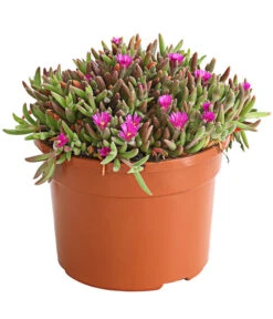 Mittagsblume 'Firespinner' -Garten im Freien 8003162 WE FS 003 DelospermaFirespinnerMittagsblumeFirespinnerT12DehnerExpressHerzig