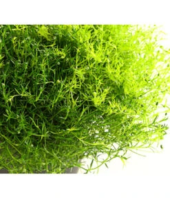 Sternmoos-Duo -Garten im Freien 8007429 PR DE 001 SternmoosSaginaTwinT13DehnerExpressHerzig