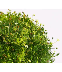 Sternmoos-Duo -Garten im Freien 8007429 WE DE 001 SaginaDehnerExpressHerzig