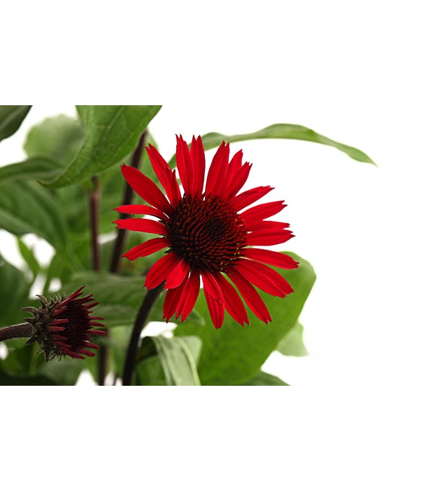 Sonnenhut 6 Sonnenhut – Bild 4