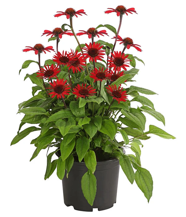 Sonnenhut 3 Sonnenhut