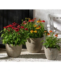 Sonnenhut 7 Sonnenhut -Garten im Freien 8012619 WE MO 002 EchinaceaPurpureaSonnenhut3L