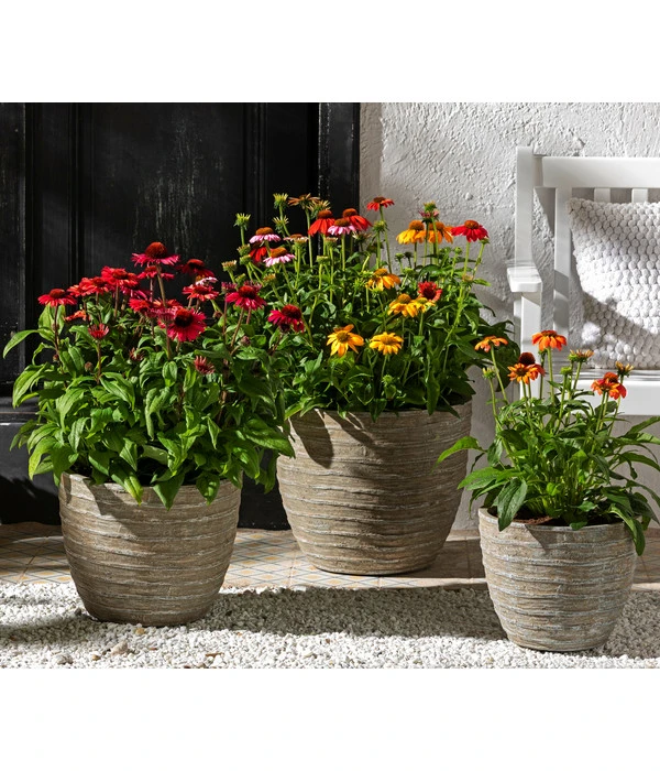 Sonnenhut 4 Sonnenhut – Bild 2