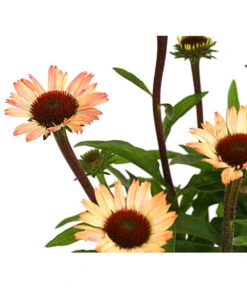 Sonnenhut - Scheinsonnenhut 'Mistral' -Garten im Freien 8012650 WE DE 001 EchinaceaDehnerExpressHerzig