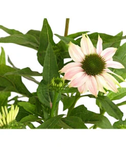 Sonnenhut - Scheinsonnenhut 'Mistral' -Garten im Freien 8012650 WE DE 002 EchinaceaDehnerExpressHerzig