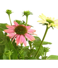 Sonnenhut - Scheinsonnenhut 'Mistral' -Garten im Freien 8012650 WE DE 003 EchinaceaDehnerExpressHerzig