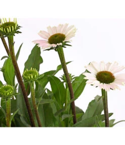 Sonnenhut - Scheinsonnenhut 'Mistral' -Garten im Freien 8012650 WE DE 005 EchinaceaDehnerExpressHerzig