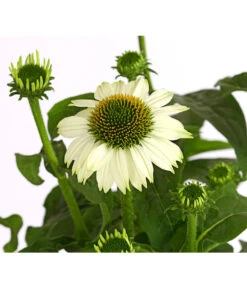 Sonnenhut - Scheinsonnenhut 'Mistral' -Garten im Freien 8012650 WE DE 006 EchinaceaDehnerExpressHerzig