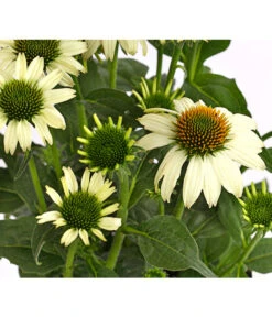 Sonnenhut - Scheinsonnenhut 'Mistral' -Garten im Freien 8012650 WE DE 007 EchinaceaDehnerExpressHerzig