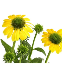 Sonnenhut - Scheinsonnenhut 'Mistral' -Garten im Freien 8012650 WE DE 009 EchinaceaDehnerExpressHerzig