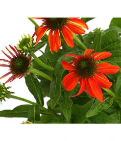 Sonnenhut - Scheinsonnenhut 'Mistral' -Garten im Freien 8012650 WE DE 010 EchinaceaDehnerExpressHerzig