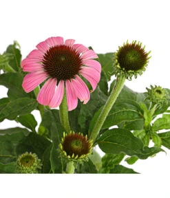 Sonnenhut - Scheinsonnenhut 'Mistral' -Garten im Freien 8012650 WE DE 011 EchinaceaDehnerExpressHerzig