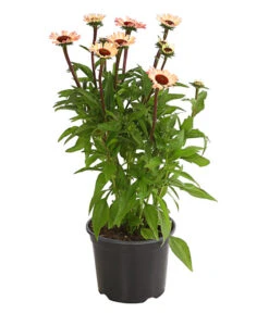 Sonnenhut - Scheinsonnenhut 'Mistral' -Garten im Freien 8012650 WE FS 001 EchinaceaDehnerExpressHerzig