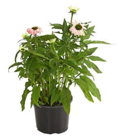 Sonnenhut - Scheinsonnenhut 'Mistral' -Garten im Freien 8012650 WE FS 002 EchinaceaDehnerExpressHerzig