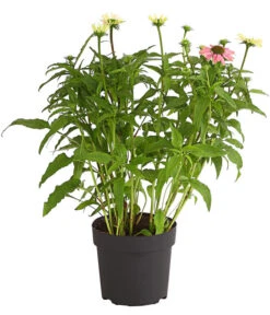 Sonnenhut - Scheinsonnenhut 'Mistral' -Garten im Freien 8012650 WE FS 003 EchinaceaDehnerExpressHerzig