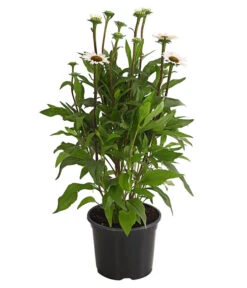 Sonnenhut - Scheinsonnenhut 'Mistral' -Garten im Freien 8012650 WE FS 005 EchinaceaDehnerExpressHerzig