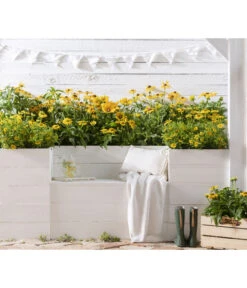 Sonnenhut - Scheinsonnenhut 'Mistral' -Garten im Freien 8016610 PR MO 001 StaudenbeetRudbeckia 01