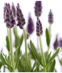 Schopf-Lavendel -Garten im Freien 8017014 WE DE 001 LavendelSchopflavendelLavandulaStoechasT13DehnerExpressZS