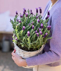 Schopf-Lavendel -Garten im Freien 8017014 WE MO 001 LavendelKorb