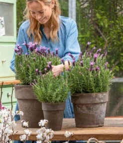 Schopf-Lavendel -Garten im Freien 8017014 WE MO 001 SchopfLavendelStoechas