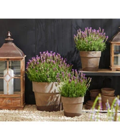 Schopf-Lavendel -Garten im Freien 8017014 WE MO 001 Schopflavendel