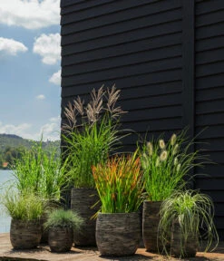 Segge, Verschiedene Sorten -Garten im Freien 8020596 8026767 WE MO 001 StachelschweingrasMiscanthusSinensisStrictusT19