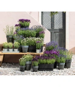 Lavendel 'Silver Sands' -Garten im Freien 8022436 WE MO 001 LavendelDark 1