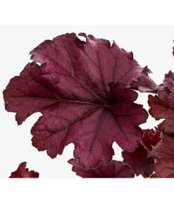 Purpurglöckchen 'Forever Purple' -Garten im Freien 8023079 WE DE 001 HeucheraForeverPurpleT15DehnerExpressHerzig