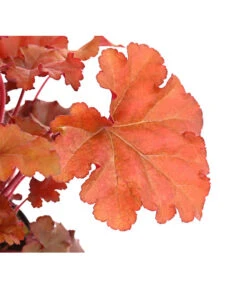 Purpurglöckchen 'Boysenberry' -Garten im Freien 8025983 PR DE 001 HeucheraCherryColaT15DehnerExpressHerzig