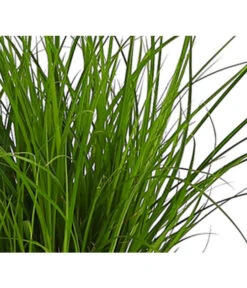 Segge, Verschiedene Sorten -Garten im Freien 8026767 PR DE 001 CarexGruenT13SeggeDehnerExpressHerzig