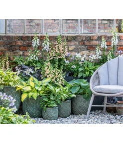 Purpurglöckchen 'Forever Purple' -Garten im Freien 8028466 WE MO 001 Anemone