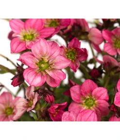 Moos-Steinbrech, Verschiedene Sorten -Garten im Freien 8036394 WE DE 002 SaxifragaInSortenSteinbrechT10