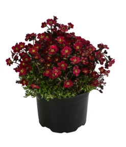 Moos-Steinbrech, Verschiedene Sorten -Garten im Freien 8036394 WE FS 003 SaxifragaInSortenSteinbrechT10