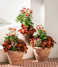 Moos-Steinbrech, Verschiedene Sorten -Garten im Freien 8048357 8036394 WE MO 001 RanunculusRococoT19SaxifragaT10 5