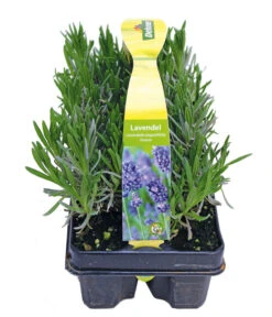 Neu eingetroffen -Garten im Freien 8072605 PR FS 001 Lavandula6erPackAllgreen