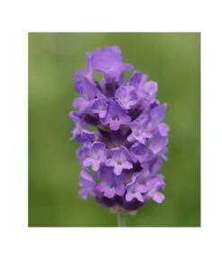 Lavendel 'No. 9' -Garten im Freien 8094070 PR DE 001 DownderryNo9Helix
