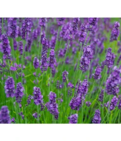 Neu eingetroffen -Garten im Freien 8094096 PR MO 001 DownderryOlympiaHelix