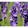 Duftlavendel, 6er-Schale -Garten im Freien 8094542 PR DE 001 DownderryMissDawnderryHelix