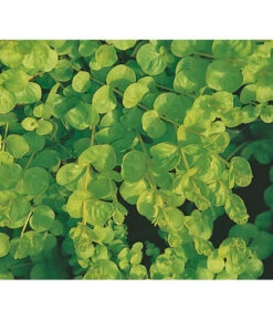 Pfennigkraut 'Goldilocks' -Garten im Freien 8094906 BildFS 001 PfennigkrautGilbweiderichGoldilocksHzLysimachiaGoldilocks