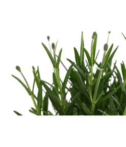 Lavendel 'Royal Blue' 11 Lavendel 'Royal Blue' -Garten im Freien 8097545 WE DE 001 LavendelRoyalBlue1L