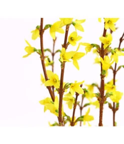 Forsythien-Bund, Ca. 80-100 Cm -Garten im Freien 8148959 WE DE 001 ForsythieBundDehnerExpressHerzig