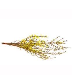Forsythien-Bund, Ca. 80-100 Cm -Garten im Freien 8148959 WE FS 001 ForsythieBundDehnerExpressHerzig