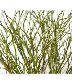 Heidelbeere-Bund, Ca. 40-50 Cm -Garten im Freien 8148991 BildD 001 HeidelbeereBundHeidelbeereHandbund