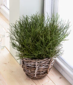 Heidelbeere-Bund, Ca. 40-50 Cm -Garten im Freien 8148991 WE MO 001 HeidelbeereHandbund