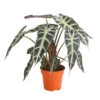 Pfeilblatt - Alocasia Amazonica 'Polly' -Garten im Freien 8201253 PR FS 001 TropenwurzAlocasiaPollyT12DehnerExpressHerzig