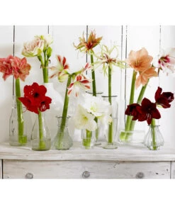 Amaryllis - Hippeastrum-Hybride -Garten im Freien 8201535 8201600 8736175 8646994 8700809 8114530 WE MO 001 Amaryllis 009