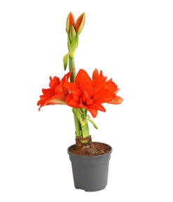 Gefüllte Amaryllis - Hippeastrum, Verschiedene Farben