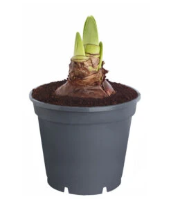 Amaryllis - Hippeastrum 'Superzwiebel' 10 Amaryllis - Hippeastrum 'Superzwiebel' -Garten im Freien 8201618 PR FS 001 HippeastrumAmaryllisSuperzwiebelT17OhneBlueteDehnerExpressZS